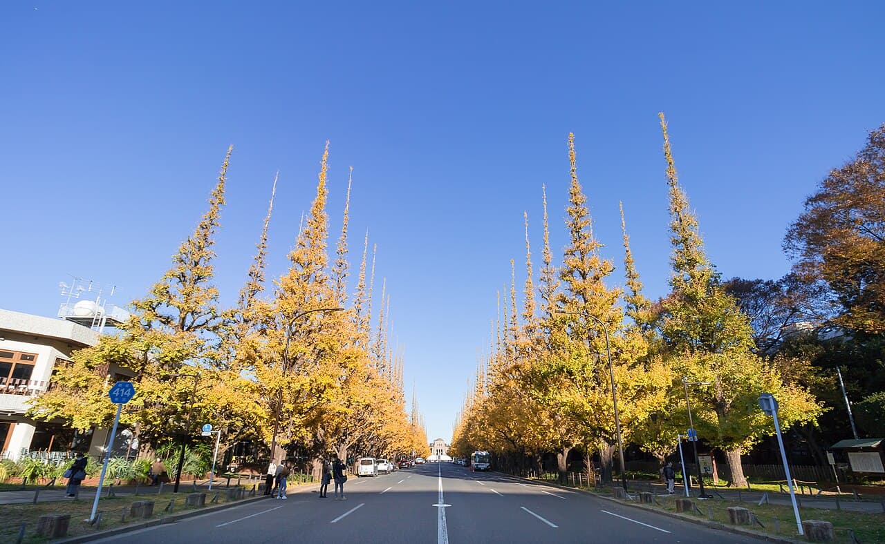 The Meiji Jingu Gaien ginkgo avenue in Tokyo, its 146 trees turned golden yellow in autumn