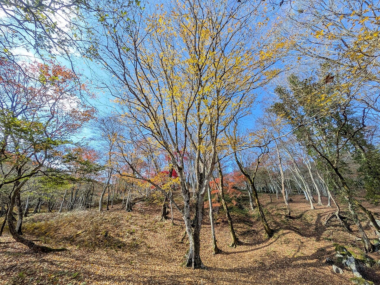 Autumn Leaves in Japan 2026: When & Where to See Fall Foliage