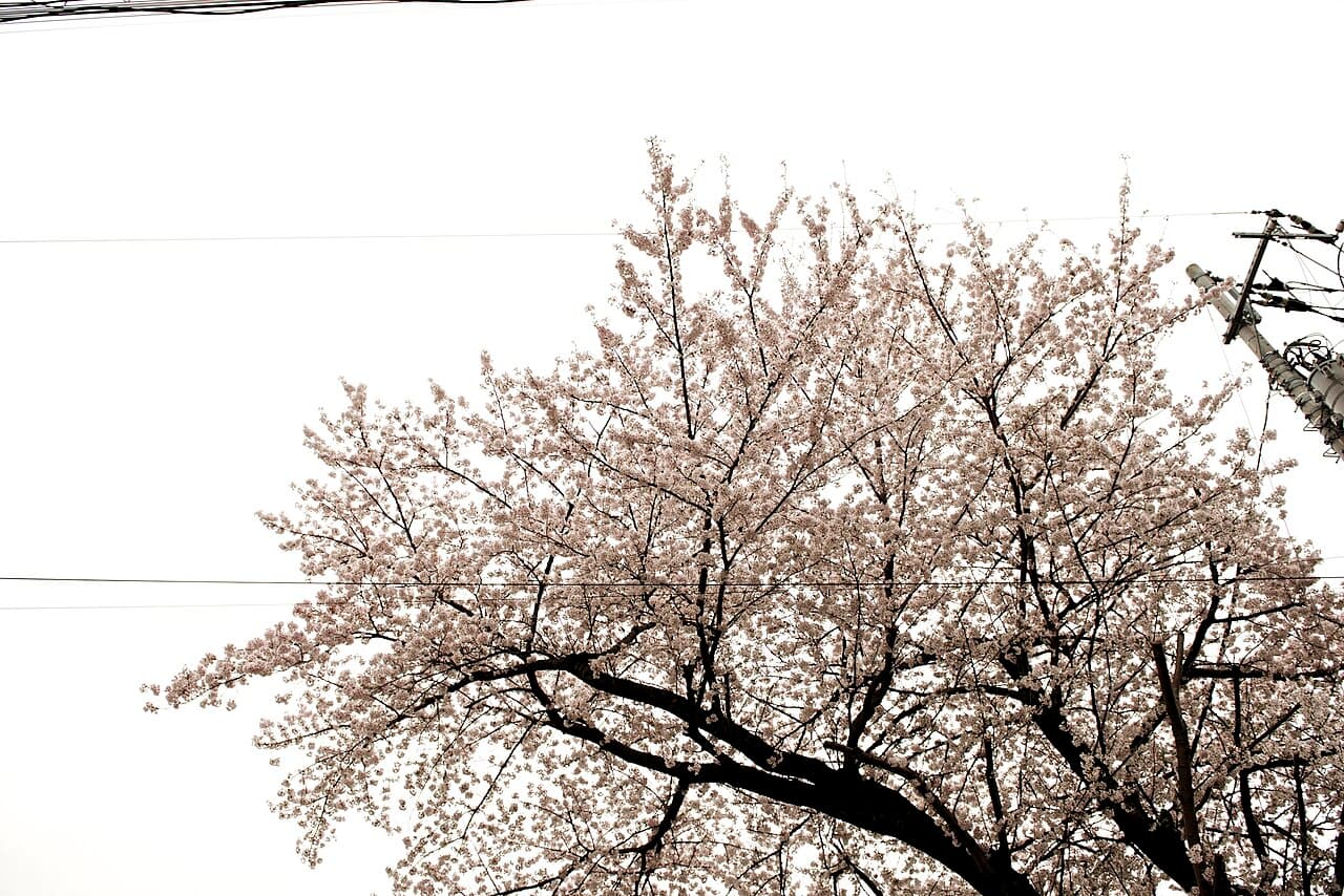 Cherry Blossom Season in Japan 2027 — When & Where to See Sakura
