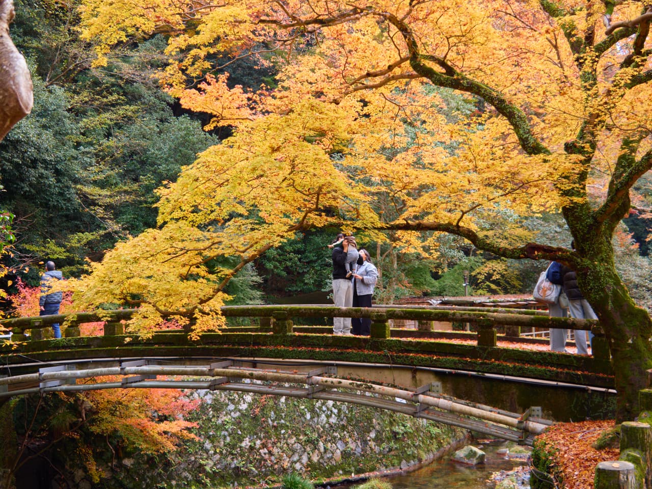 Autumn maples over a bridge with visitors in Minoo Park, Minoh, Osaka
