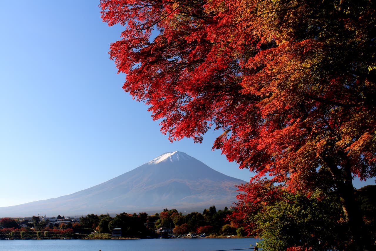河口湖畔の紅葉したモミジと、湖の向こうに冠雪した富士山(山梨県富士河口湖町、2015年10月26日撮影)