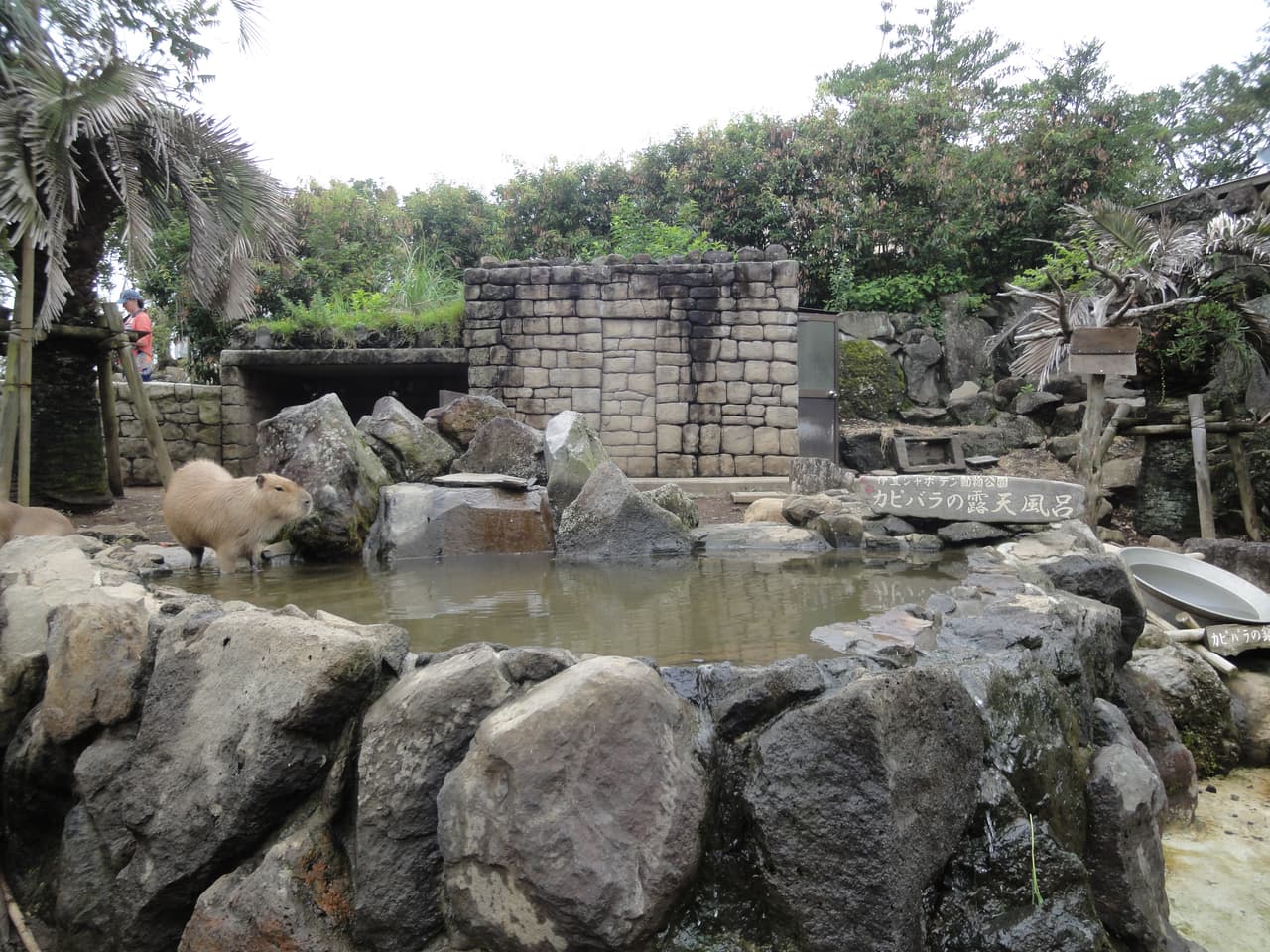 静岡県伊東市・伊豆シャボテン動物公園の「元祖カピバラの露天風呂」でお湯につかるカピバラたち(冬季の展示)