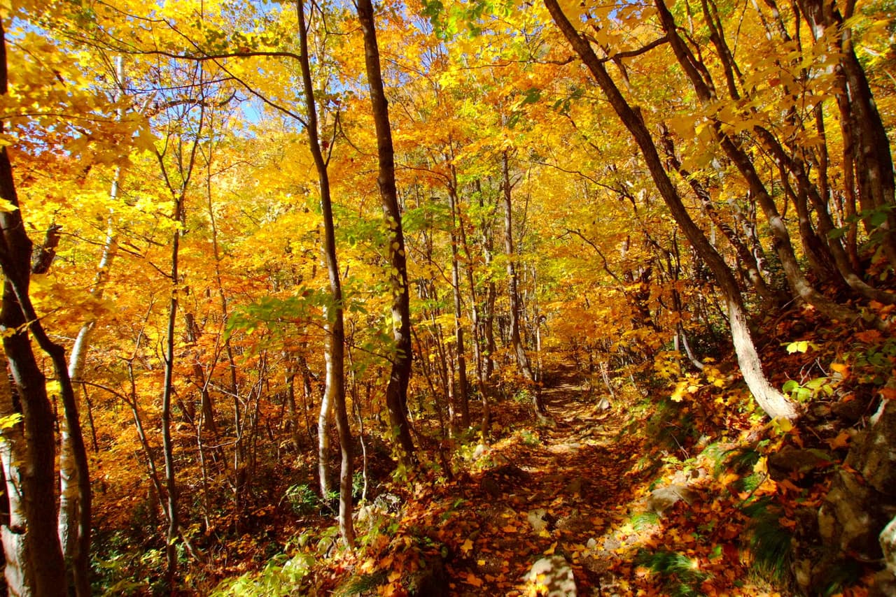 Walking path through yellow autumn leaves in Jozankei, Minami-ku, Sapporo, Hokkaido (taken October 26, 2012)