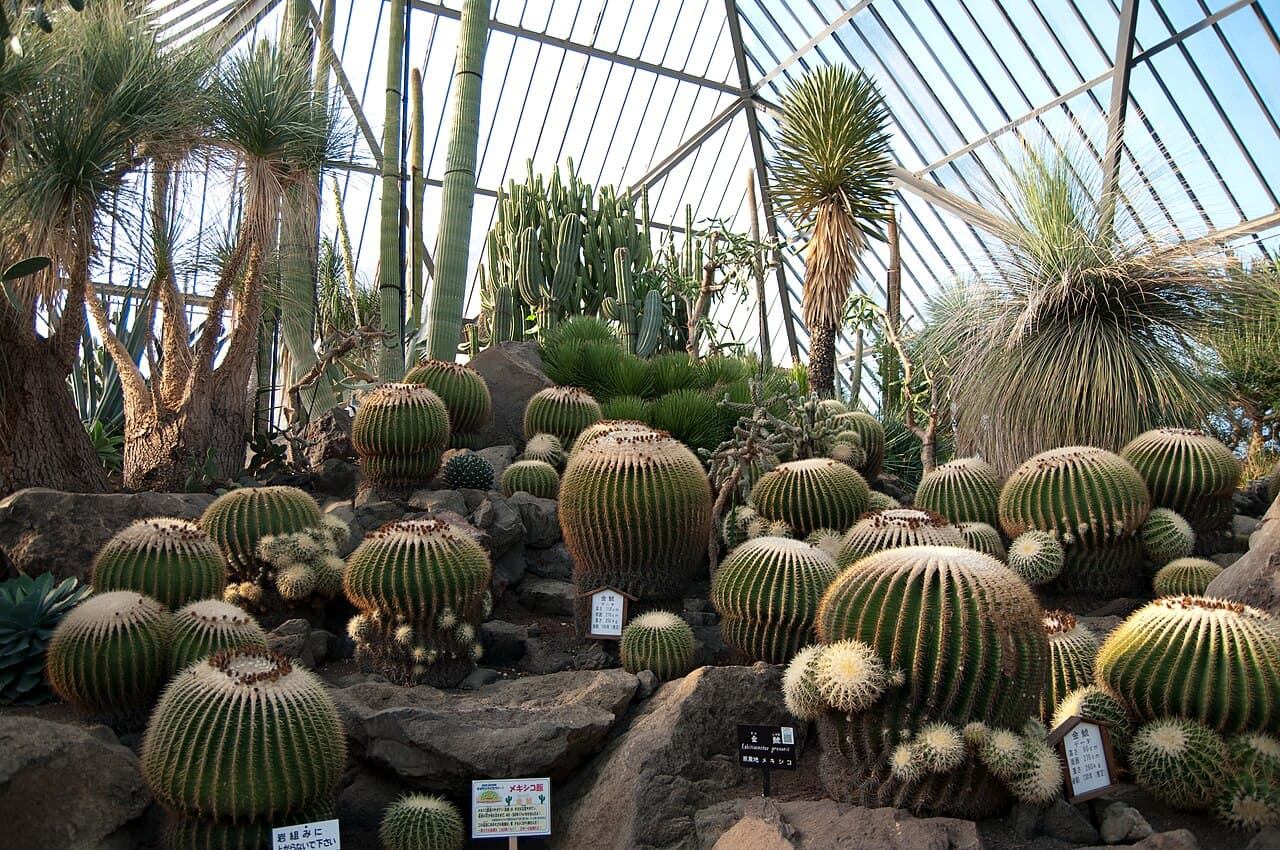 Cacti inside the Mexico greenhouse at Izu Shaboten Zoo in Ito, Shizuoka - an indoor area you can visit on a rainy day